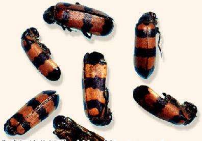 名老中医治疗肝癌医案,原发性肝癌预后判断