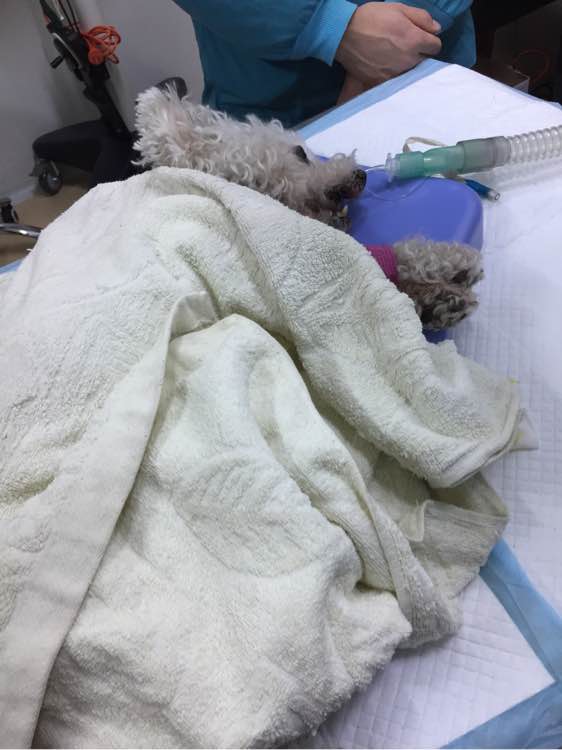 陪伴6年的狗因病失明,陪伴很久的狗狗去世了