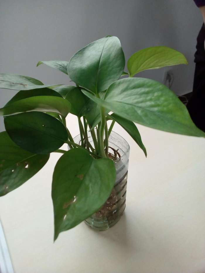 最早的vivo手机,ivvi手机型号