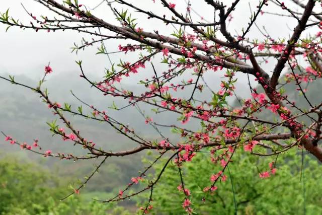 说走就走的踏青,说走就走的看花之旅