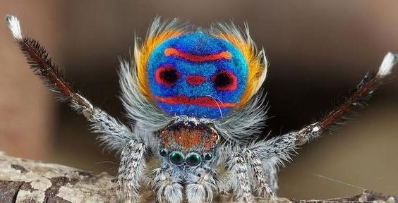 盗墓贼的自述,盗墓笔记尸鳖蛊虫