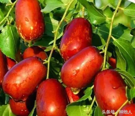 最甜枣树品种子弹头枣,什么枣树品种好吃又甜又大