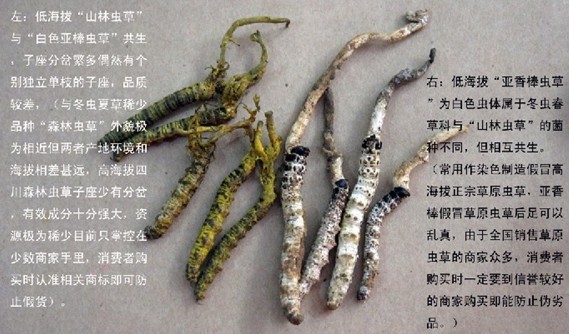 老中医讲经验分享一味好中药,中医遇到束手无策时补什么