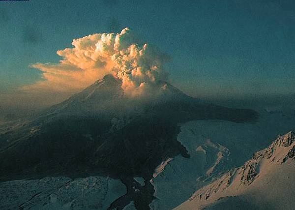每日花语：3月22日锦葵-同日之星张梓琳（图）