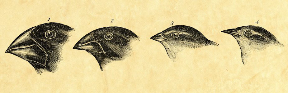 进化论为什么有些没有进化,进化论最可怕的真相是什么