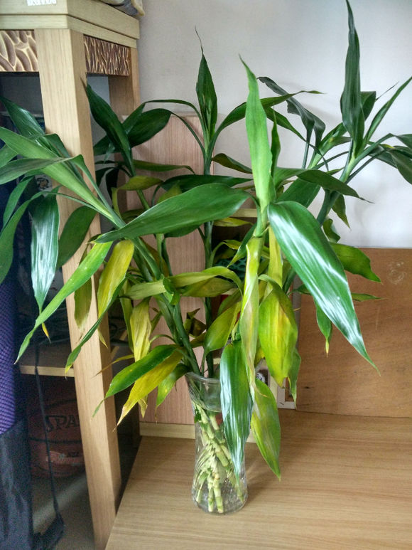 新养富贵竹,水培两周后叶子黄成这样了,怎么办?