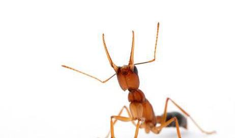 全异巨首蚁各种种类蚂蚁体型,世界上最可怕的昆虫子弹蚁