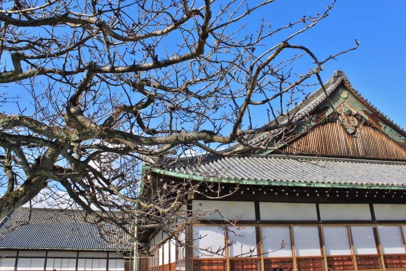 2019京都赏樱,京都樱地之花开时间