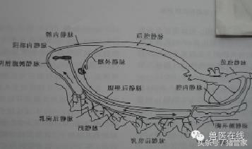 涨姿势的标准动作,涨姿势是什么