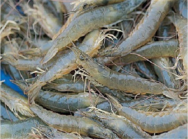 罗汉和地图混养条件,几种罗汉饲料混合喂