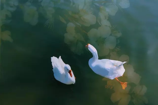 <html>
<head><title>502BadGateway</title></head>
<body>
<center><h1>502BadGateway</h1></center>
<hr><center>nginx</center>
</body>
</html>
<!--apaddingtodisableMSIEandChromefriendlyerrorpage-->
<!--apaddingtodisableMSIEandChromefriendlyerrorpage-->
<!--apaddingtodisableMSIEandChromefriendlyerrorpage-->
<!--apaddingtodisableMSIEandChromefriendlyerrorpage-->
<!--apaddingtodisableMSIEandChromefriendlyerrorpage-->
<!--apaddingtodisableMSIEandChromefriendlyerrorpage-->
