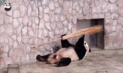 了解熊猫之前觉得它们很可爱,熊猫头被认为粗鲁