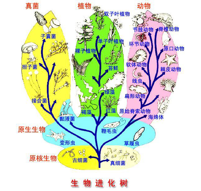 关于进化论的真相,为什么说进化论是错的