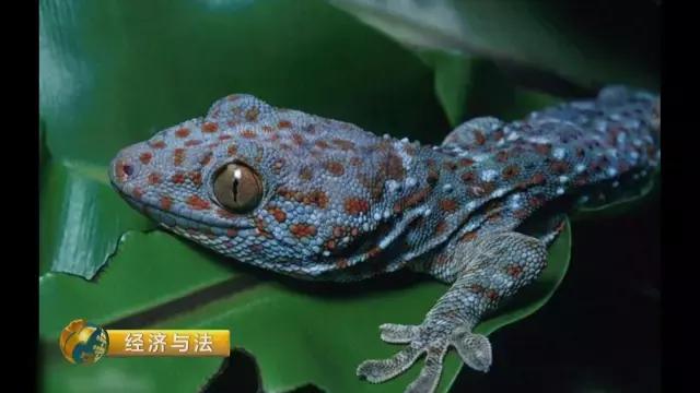 养生酒到底能不能喝,养生酒可以任性喝吗