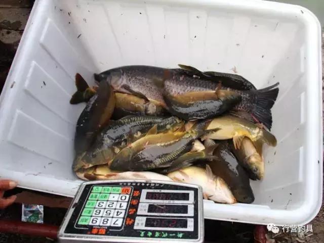 湖南钓鱼比赛湘窖杯冠军,2019ccf湖南站钓鱼比赛