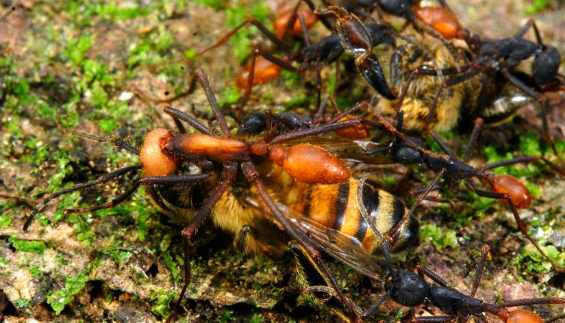 全异巨首蚁各种种类蚂蚁体型,世界上最可怕的昆虫子弹蚁