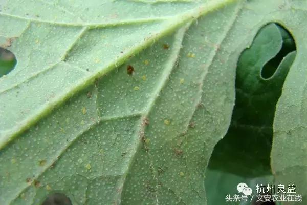 西瓜六必治瓜类六大病害一招搞定,西瓜病害六必治