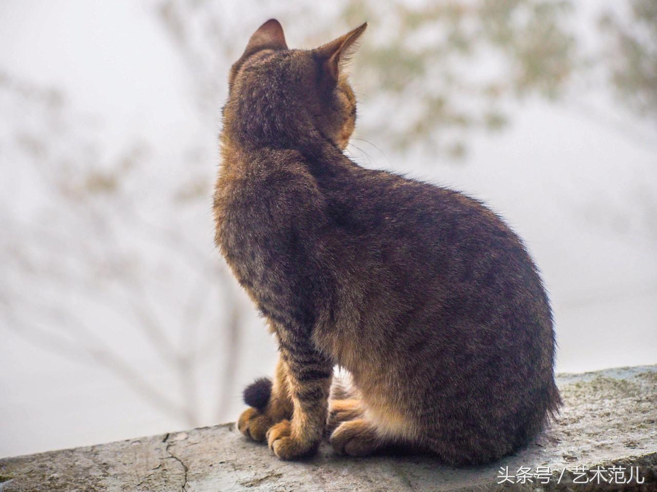 国足赢了教练反应,国足赢了教练的反应