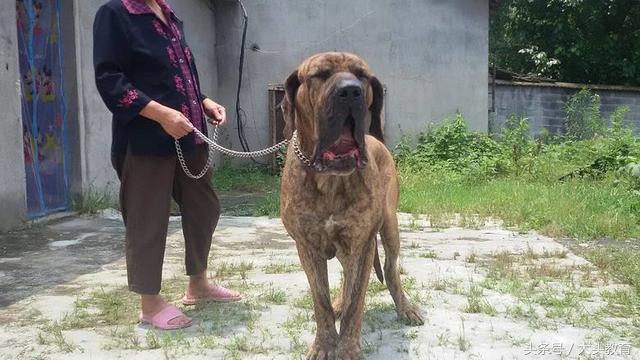 世界公认最佳十种护卫犬,世界公认最强的十大护卫犬