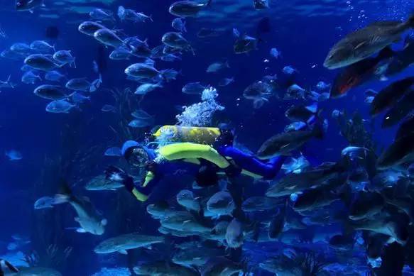 杭州极地海洋游玩图,杭州极地海洋世界旅游攻略