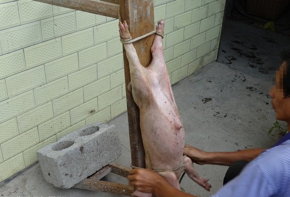 农村给猪羊做绝育手术,大猪场怎么给猪仔做绝育