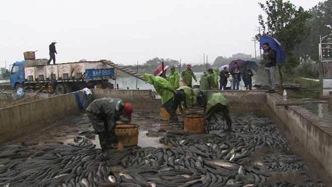 农村致富经项目,农村养殖致富项目大全汇总