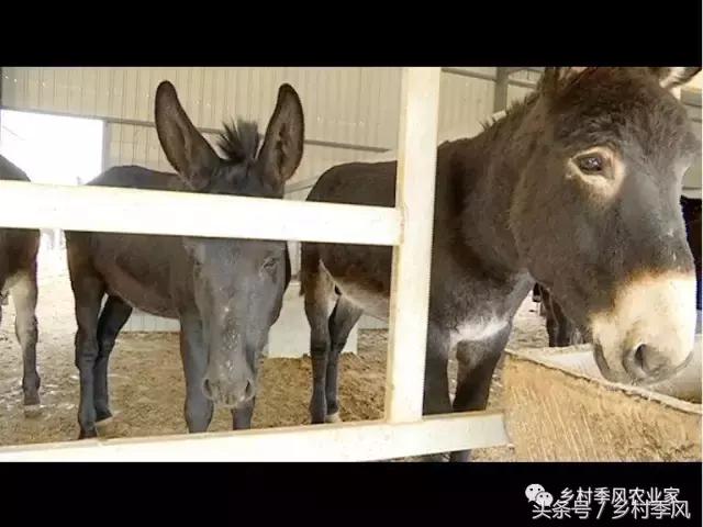 养驴场大规模养驴,年入百万不是能力而是选择