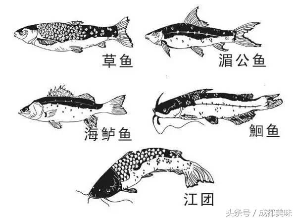 川大附近烤鱼推荐,川大旁边一家特别好吃的店