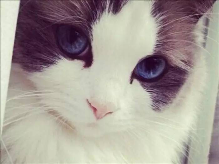 布偶猫泌尿系统疾病,布偶猫的呼吸道疾病