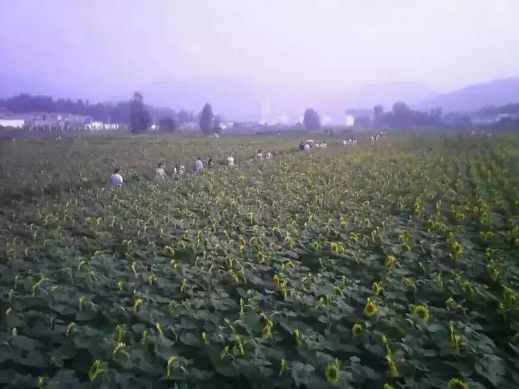 栾川游览图,栾川风景航拍