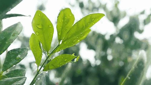 三月的味道，霞浦的野味正当时，给你的味蕾放个假