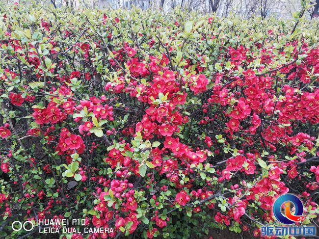 华为p10拍照怎么打开徕卡模式,华为p10之后徕卡四代是什么手机