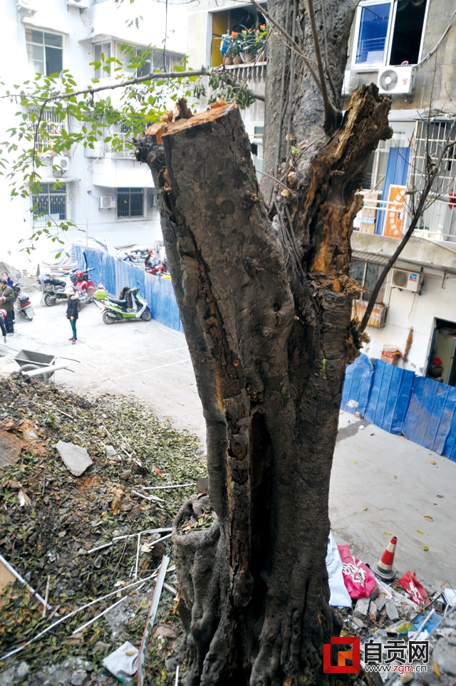 百年老树被砍的说法,百年古树可以砍大枝吗