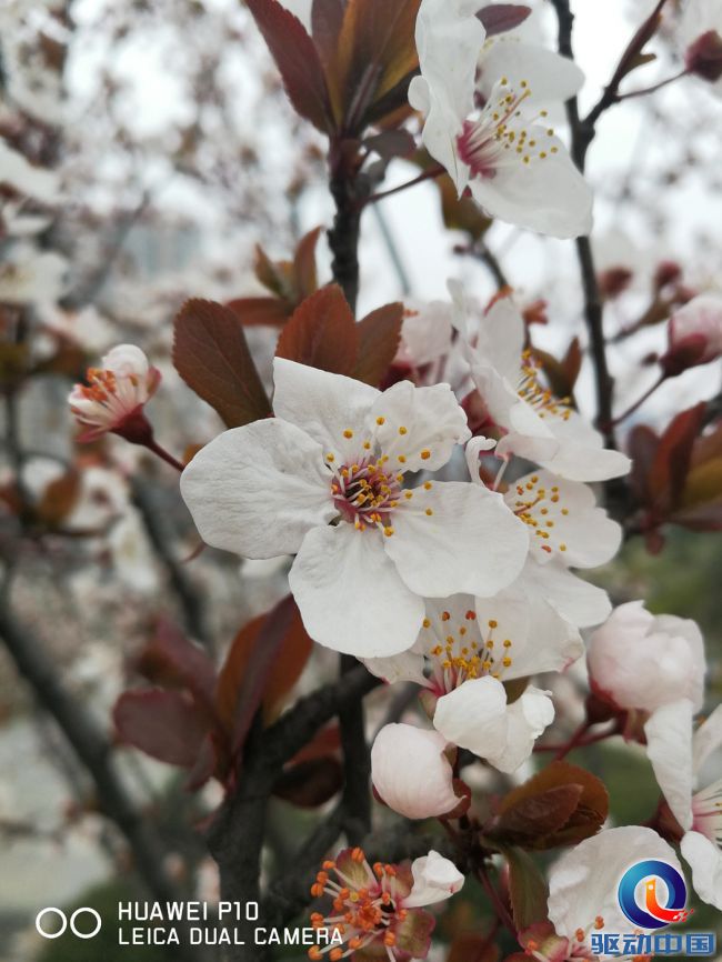 华为p10拍照怎么打开徕卡模式,华为p10之后徕卡四代是什么手机