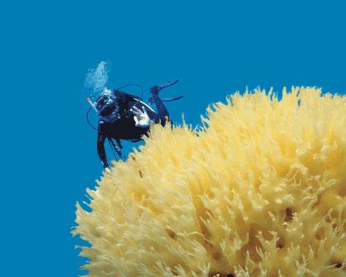 8.7免费皮肤福利,8月份福利皮肤