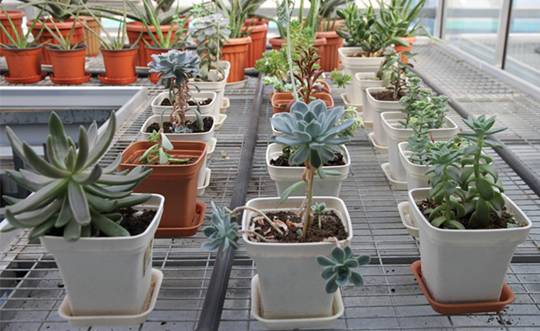 进口块根多肉植物,进口多肉植物哪里进货