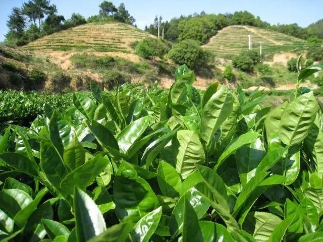 茶友分析陈皮普洱茶,追溯永春佛手茶的历史