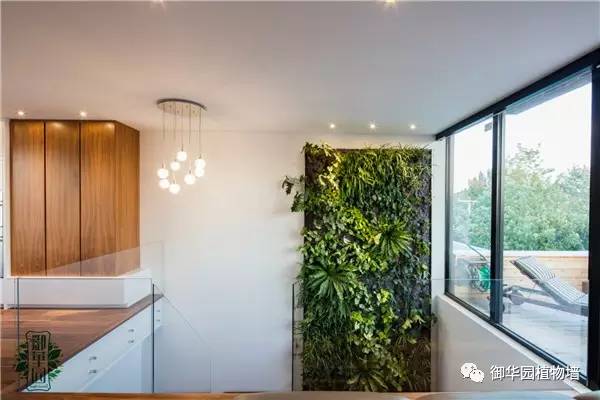 禅意风植物墙,特色植物墙