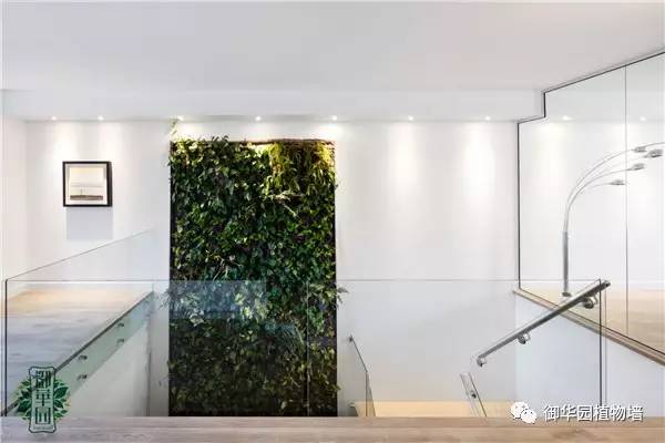 植物墙居家,特色植物墙