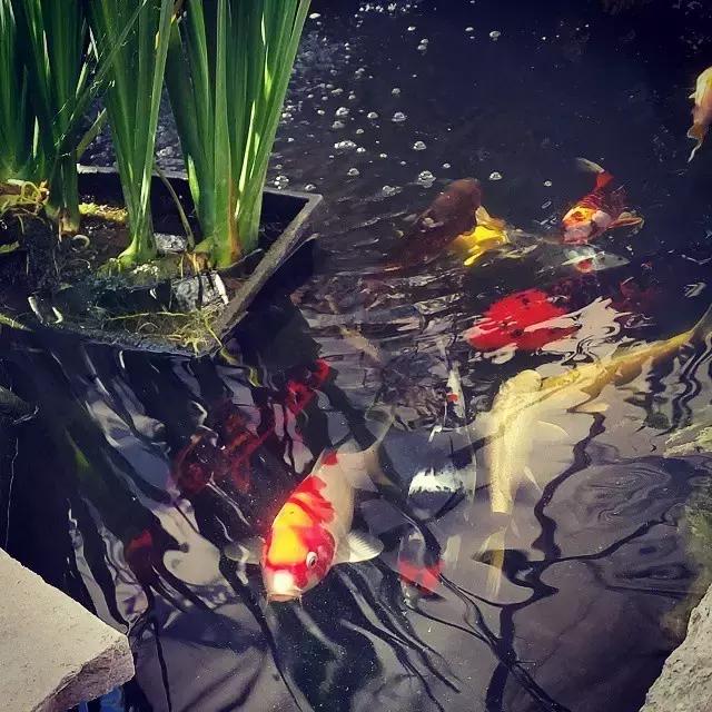 锦鲤水景三月天，赏心悦事别家院