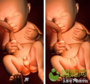 胎儿发育40周全过程b超影像,胎儿1-40周发育过程图高清