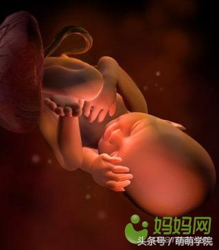 胎儿发育40周全过程b超影像,胎儿1-40周发育过程图高清