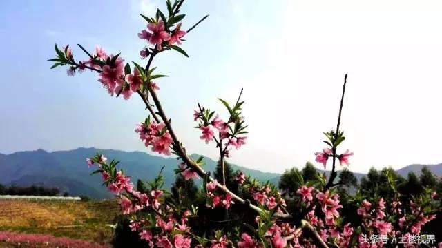 龙岩赏花景点,龙岩的花海