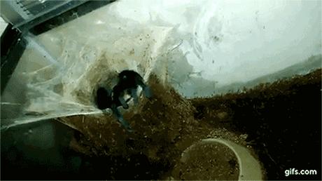 泰国金属蓝形态特点,泰国金属蓝蜘蛛