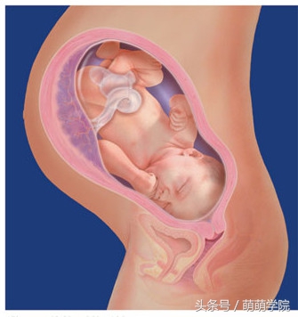 胎儿发育40周全过程b超影像,胎儿1-40周发育过程图高清