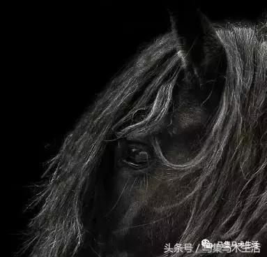 马眼睛里的世界,马的眼睛看到的世界是什么