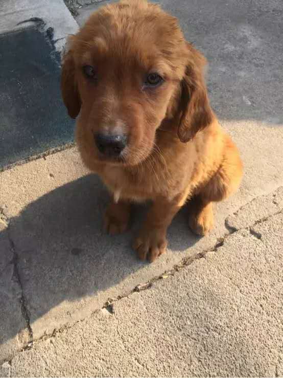 小孩该怎么对待金毛 (两个多月的金毛要怎么教育)