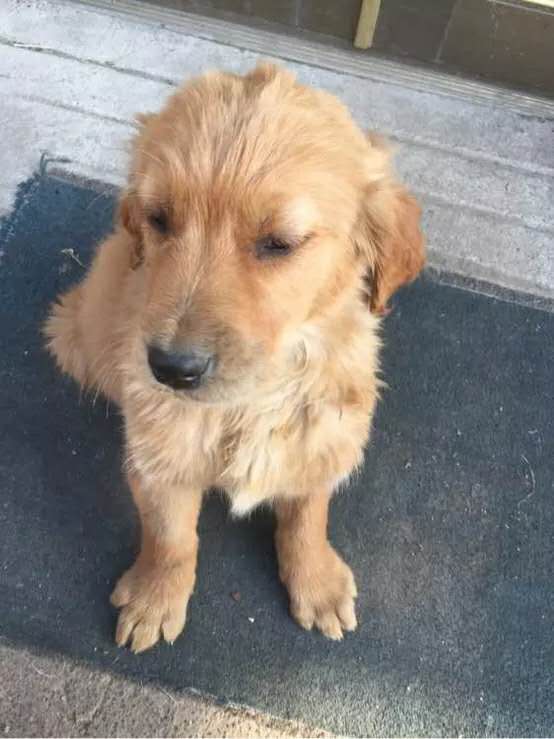 小孩该怎么对待金毛 (两个多月的金毛要怎么教育)