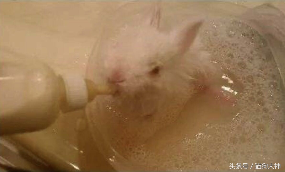 兔子宝宝被主人打哭而且还被打伤,兔宝宝被大兔子攻击