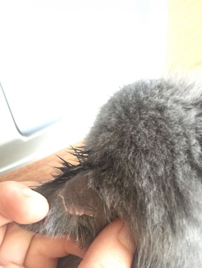 猫舍买的猫各种问题怎么办,猫舍里买的2个月幼猫靠谱吗